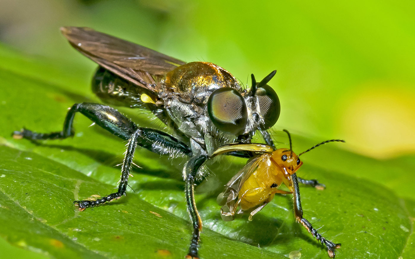 Fly eating a small beetle.